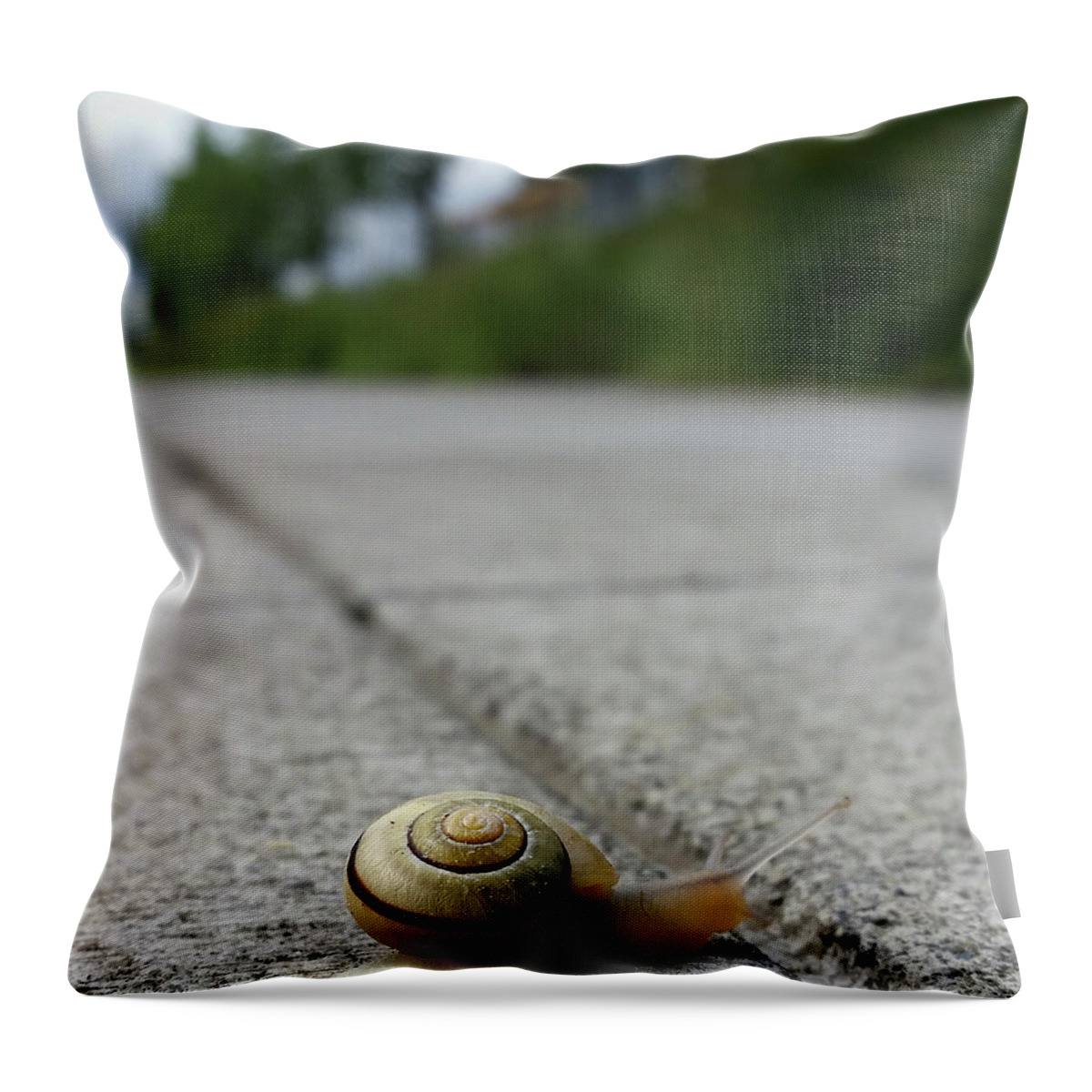 Snail Throw Pillow featuring the photograph Can I make the Jump? by Sean Henderson