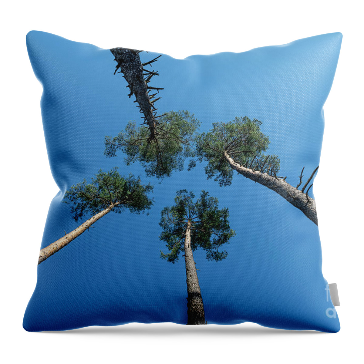 Tree Throw Pillow featuring the photograph Canopies And Stems Of Four High Conifers Growing Close Together To The Blue Sky by Andreas Berthold