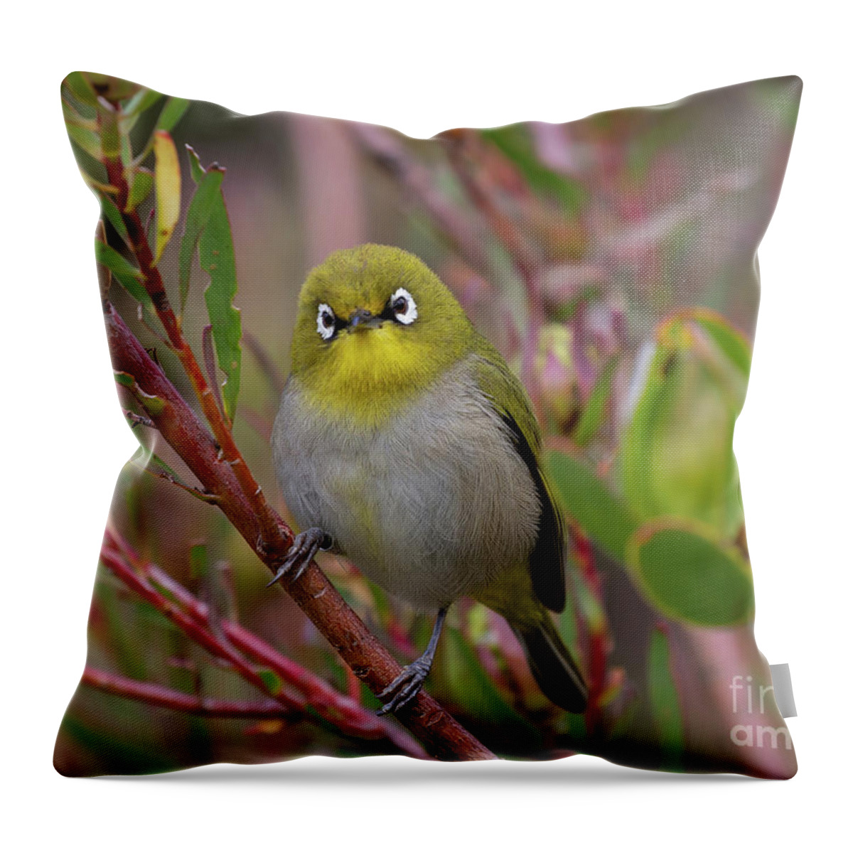 Cape White-eye Throw Pillow featuring the photograph Cape White-Eye by Eva Lechner