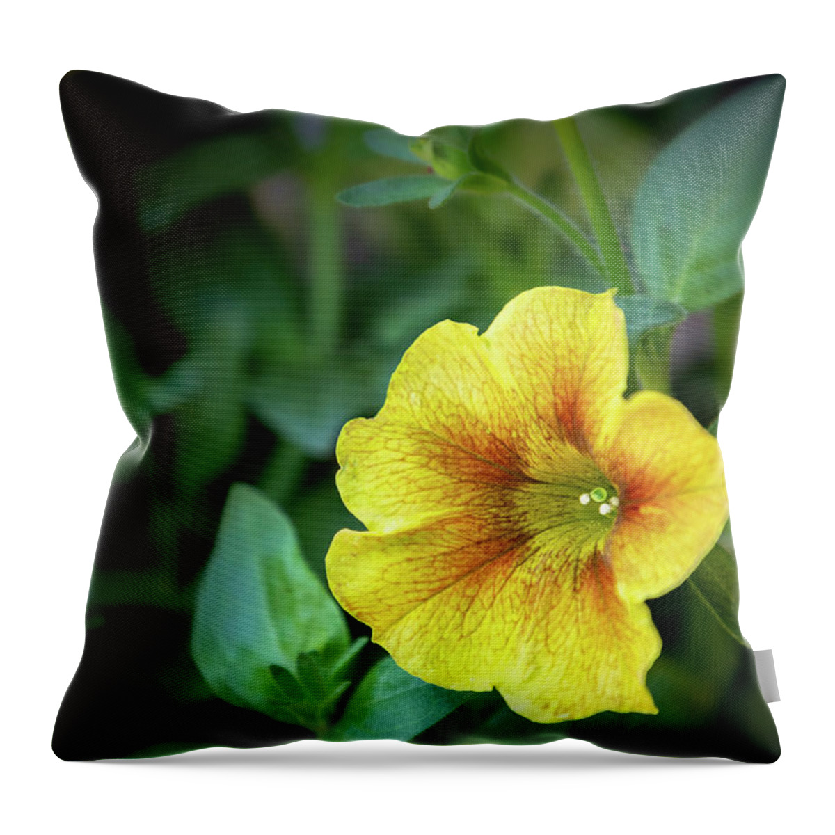 Flower Throw Pillow featuring the photograph Caramel Yellow Petunia by Robert Carter