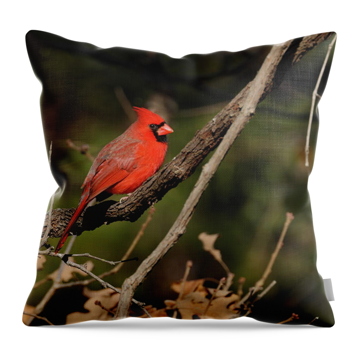 Northern Cardinal Throw Pillow featuring the photograph Cardinal 2575 by John Moyer