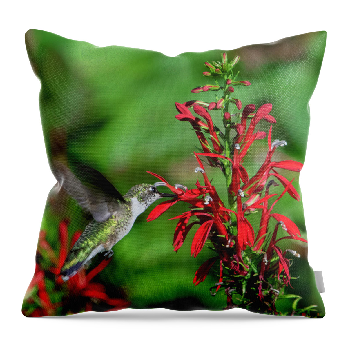 Nature Throw Pillow featuring the photograph Cardinal Flower or Cardinal Lobelia DFL1087 by Gerry Gantt