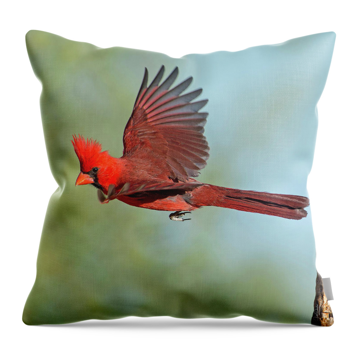 Cardinals Throw Pillow featuring the photograph Cardinal on a Mission by Judi Dressler