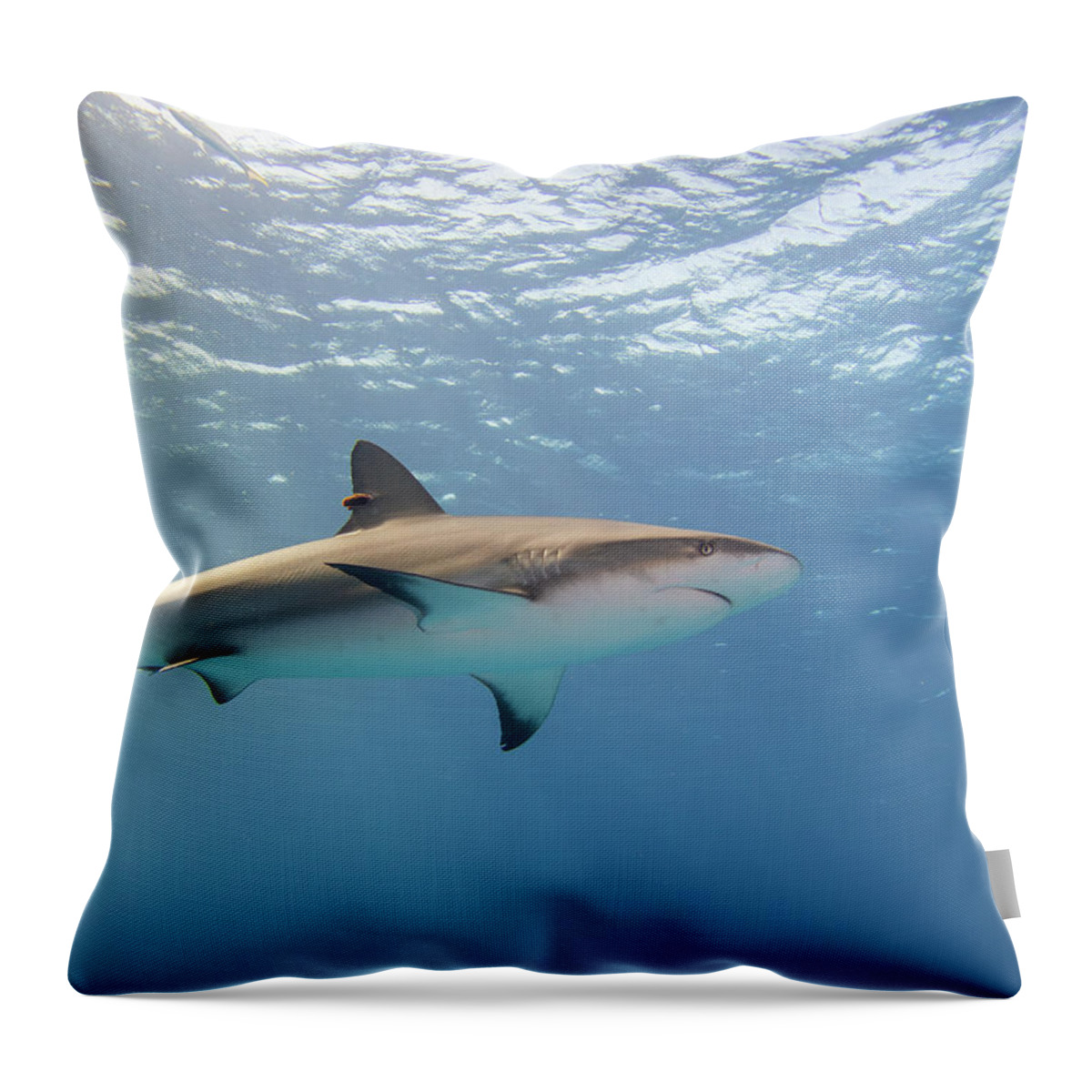 Shark Throw Pillow featuring the photograph Caribbean Reef Shark in the blue by Brian Weber