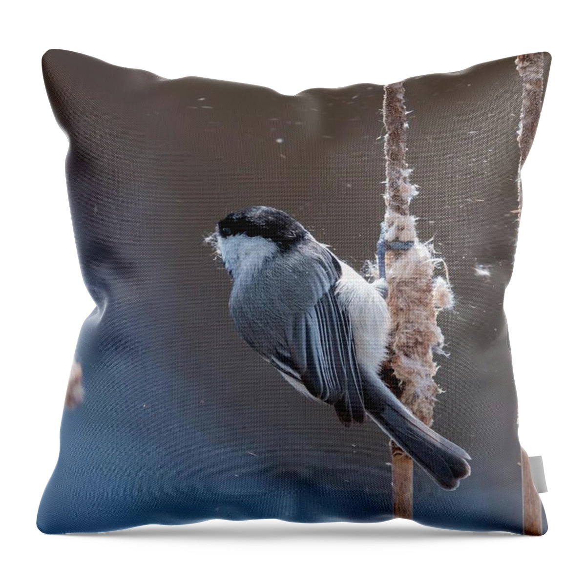 Action Throw Pillow featuring the photograph Carolina Chickadee Feeding on Cattail by Liza Eckardt