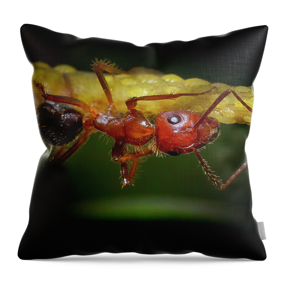 Ants Throw Pillow featuring the photograph Carpenter Ant at Work by Mark Andrew Thomas