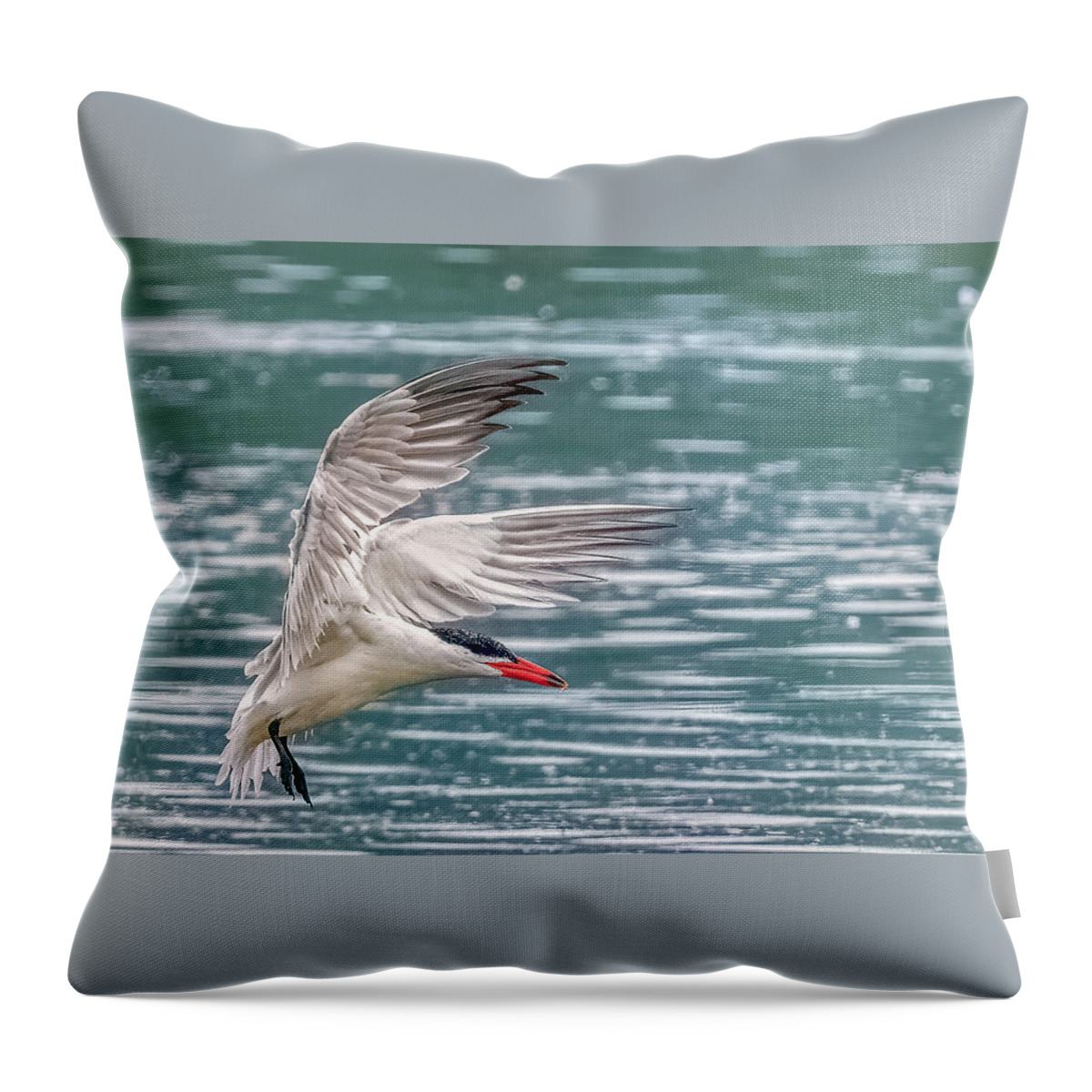 Caspian Tern Throw Pillow featuring the photograph Caspian Tern by Timothy Anable