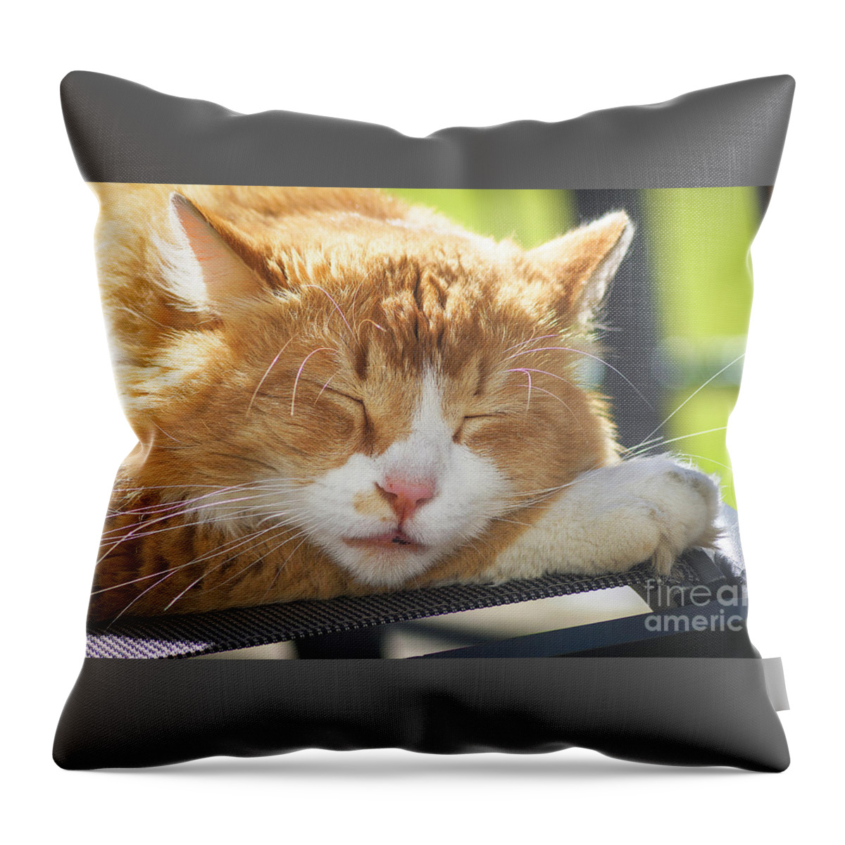 Animal Throw Pillow featuring the photograph Cat Taking A Nap by Claudia Zahnd-Prezioso