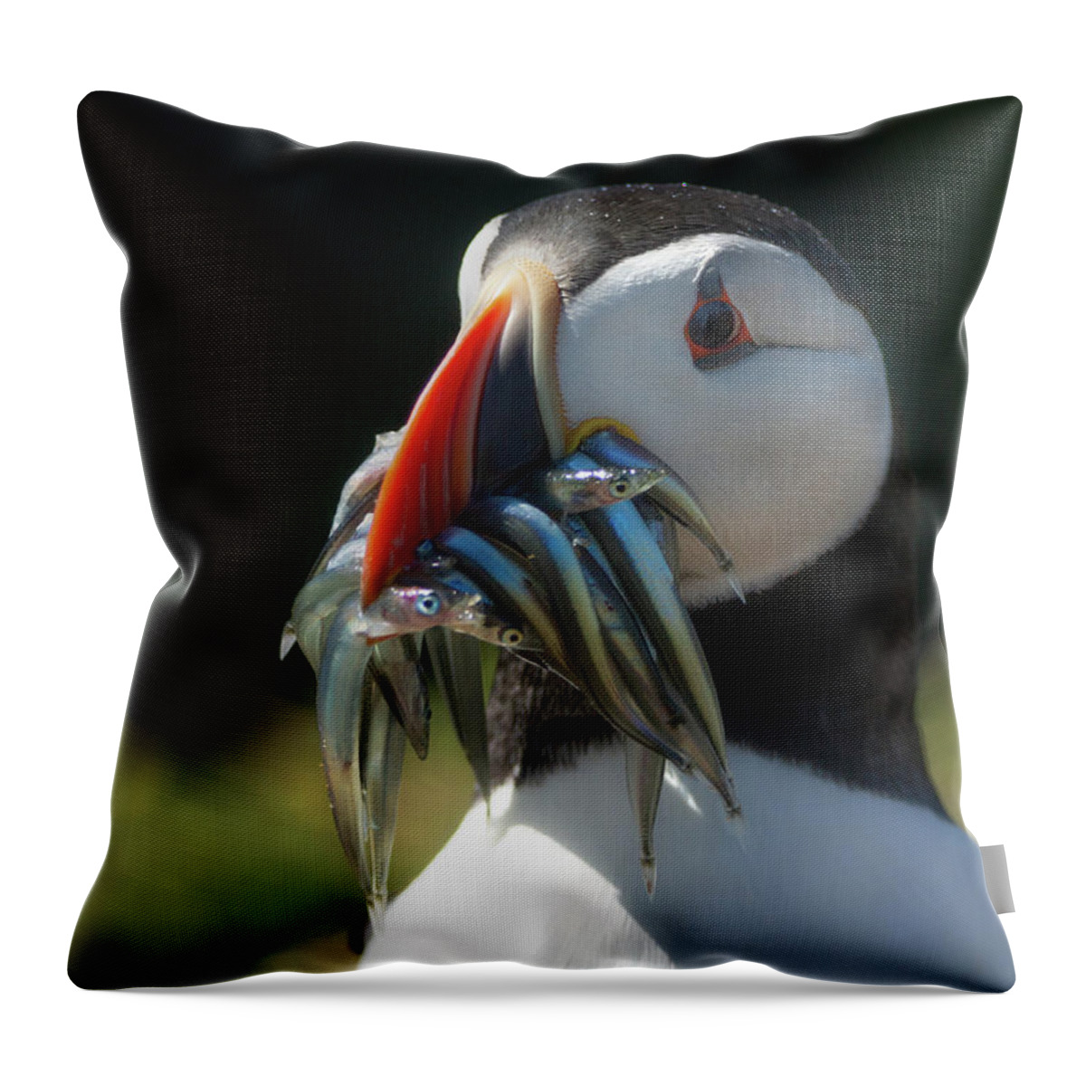Animal Throw Pillow featuring the photograph Catch Of The Puffin Day by Framing Places