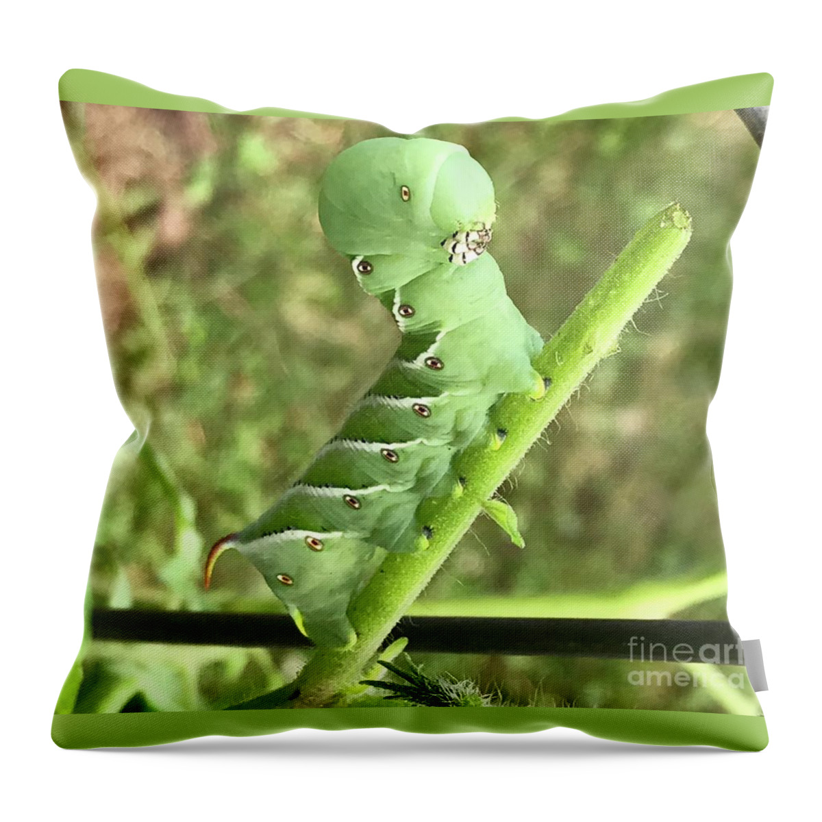 Green Caterpillar Throw Pillow featuring the photograph Caterpillar by Mary Kobet