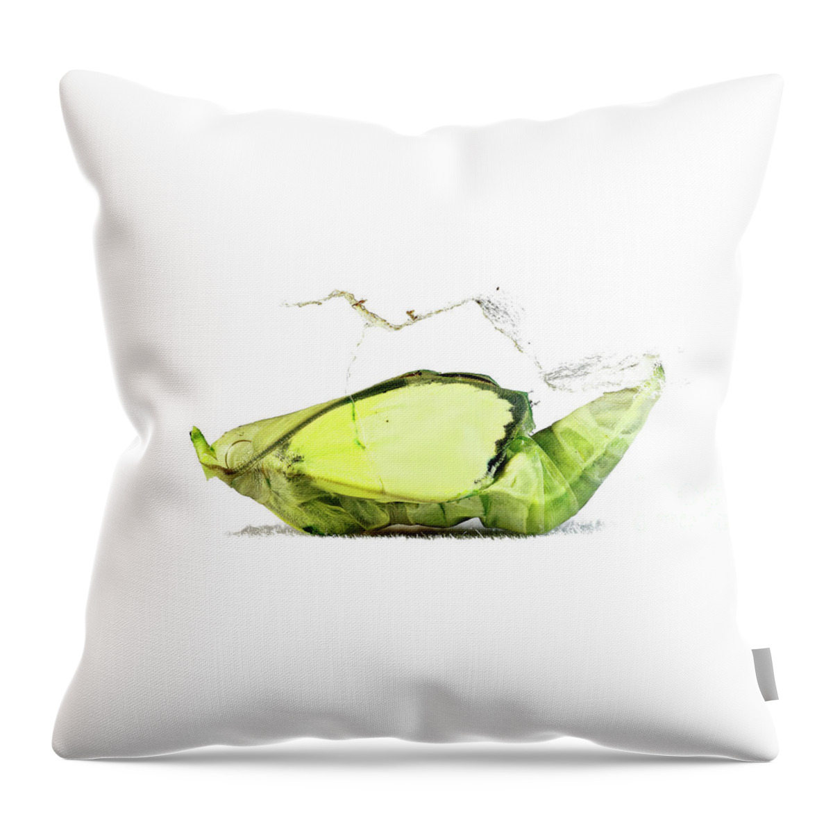 Catopsilia Throw Pillow featuring the photograph Catopsilia pomona by Frederic Bourrigaud