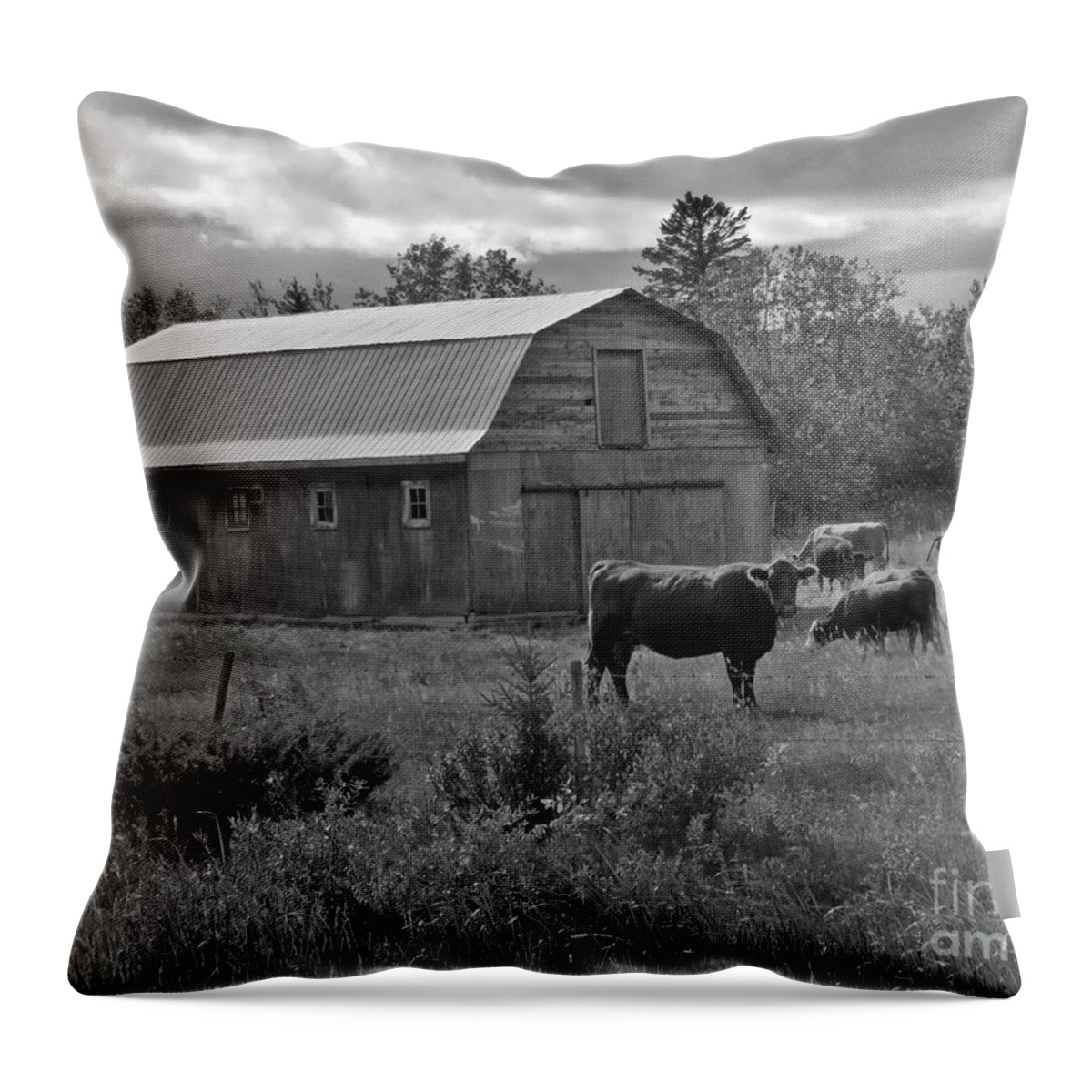 Canada Throw Pillow featuring the photograph Cattle Farm by Mary Mikawoz