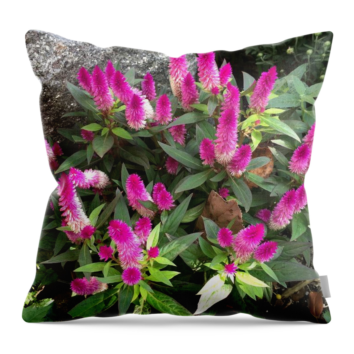Pink Throw Pillow featuring the photograph Celosia by Albert Massimi