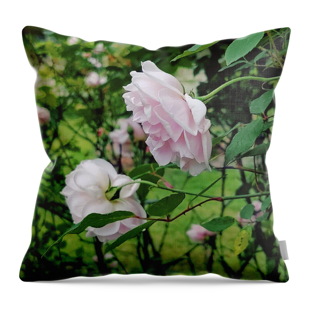 Old Fashioned Roses Throw Pillow featuring the digital art Charming Pale Pink Roses by Pamela Smale Williams