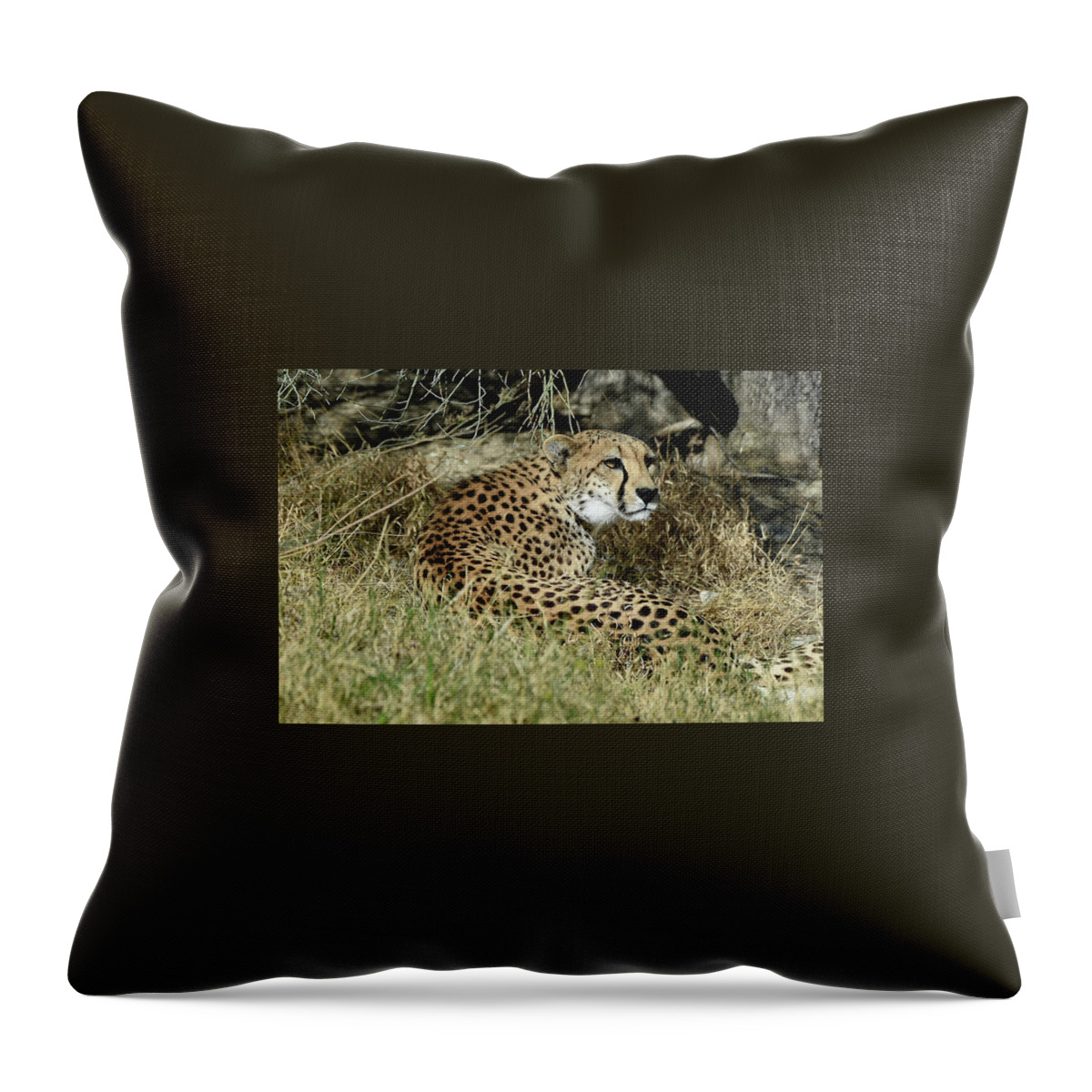 Cheetah Throw Pillow featuring the photograph Cheetah in Living Desert Zoo, Palm Desert, California by Bonnie Colgan