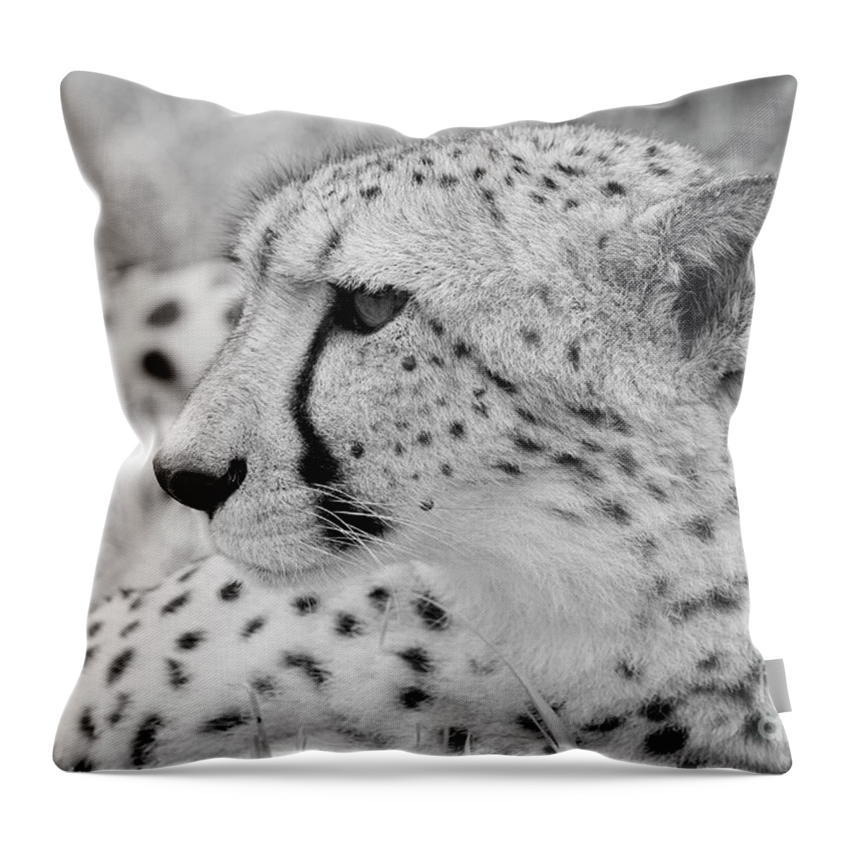 Acinonyx Jubatus Throw Pillow featuring the photograph Cheetah by Maresa Pryor-Luzier
