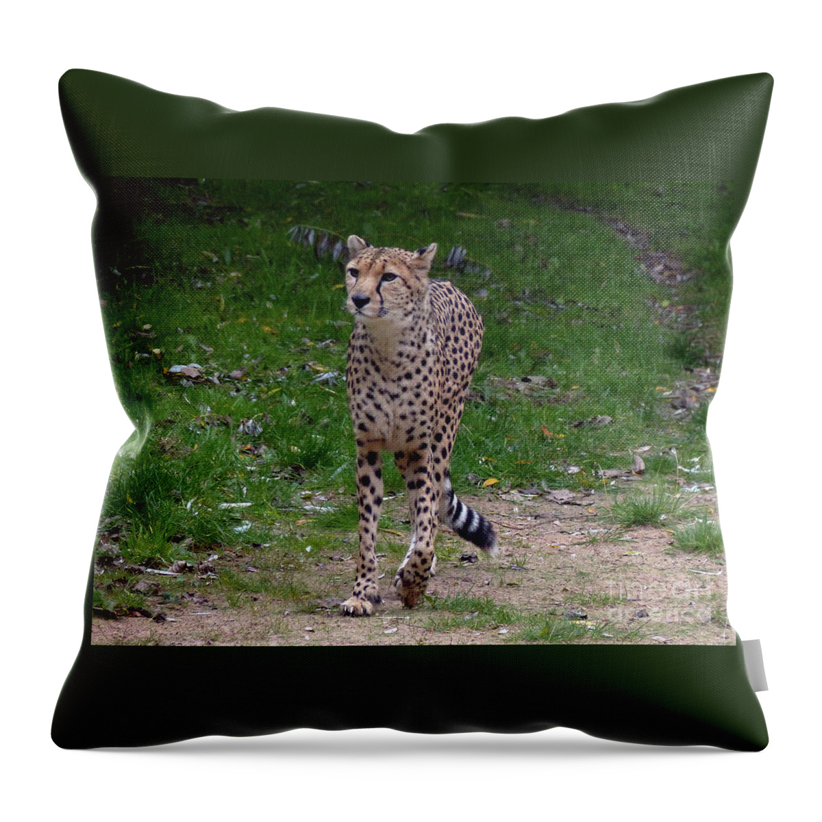 Cheetah Throw Pillow featuring the photograph Cheetah on patrol by Phil Banks