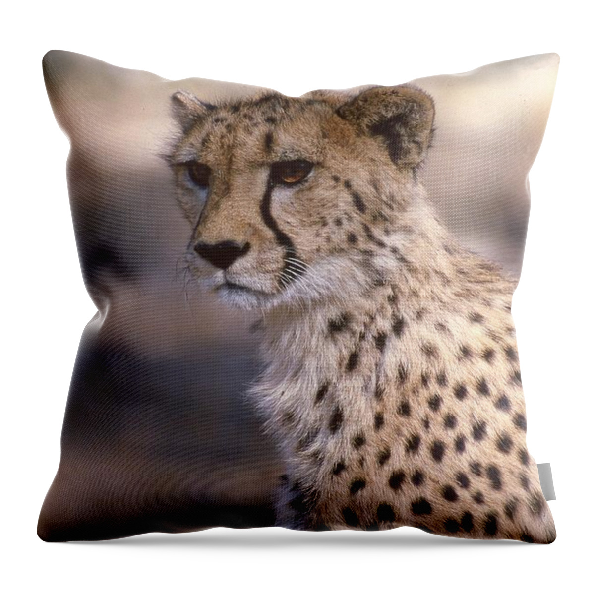 Cheetah Throw Pillow featuring the photograph Cheetah Staring by Russel Considine