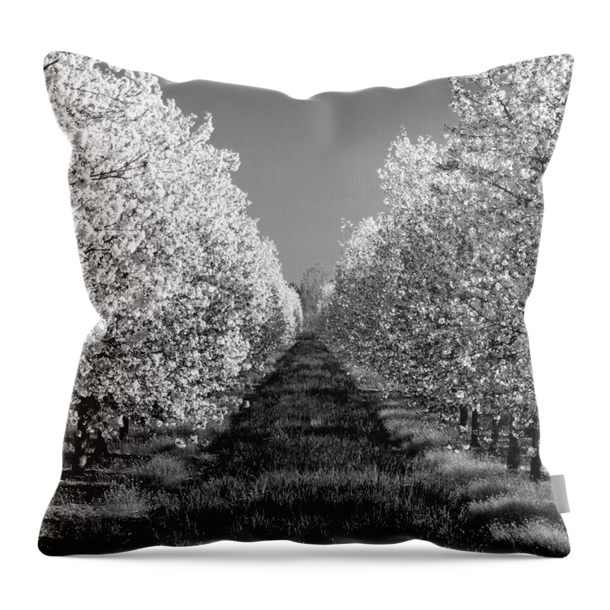 Cherry Orchard Throw Pillow featuring the photograph Cherry Blossom Perspective B W by David T Wilkinson