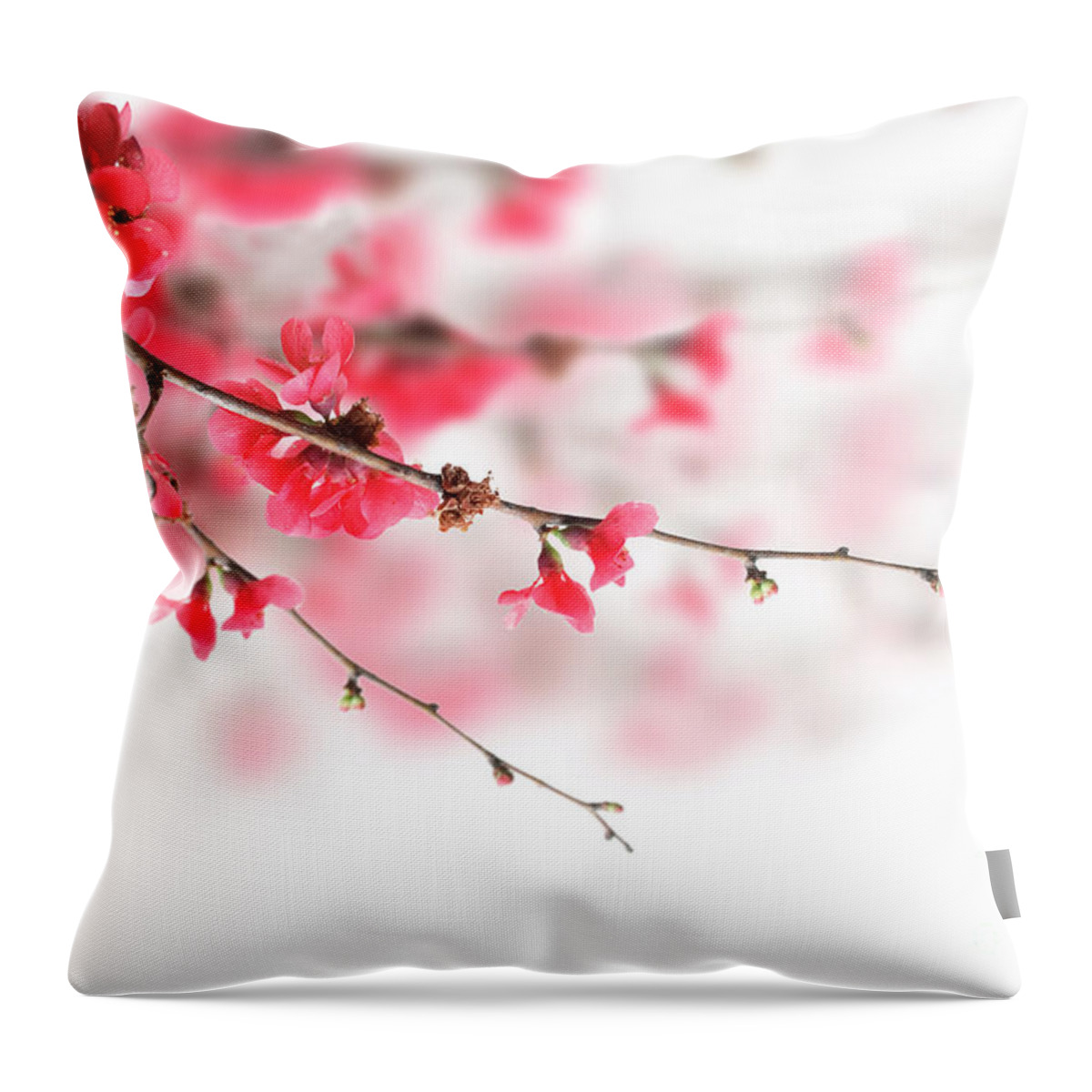 Flower Throw Pillow featuring the photograph Cherry Blossoms on white by Jelena Jovanovic