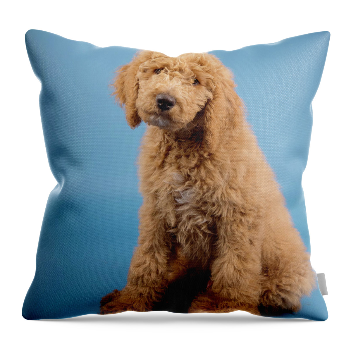 Chester Throw Pillow featuring the photograph Chester 1 by Rebecca Cozart