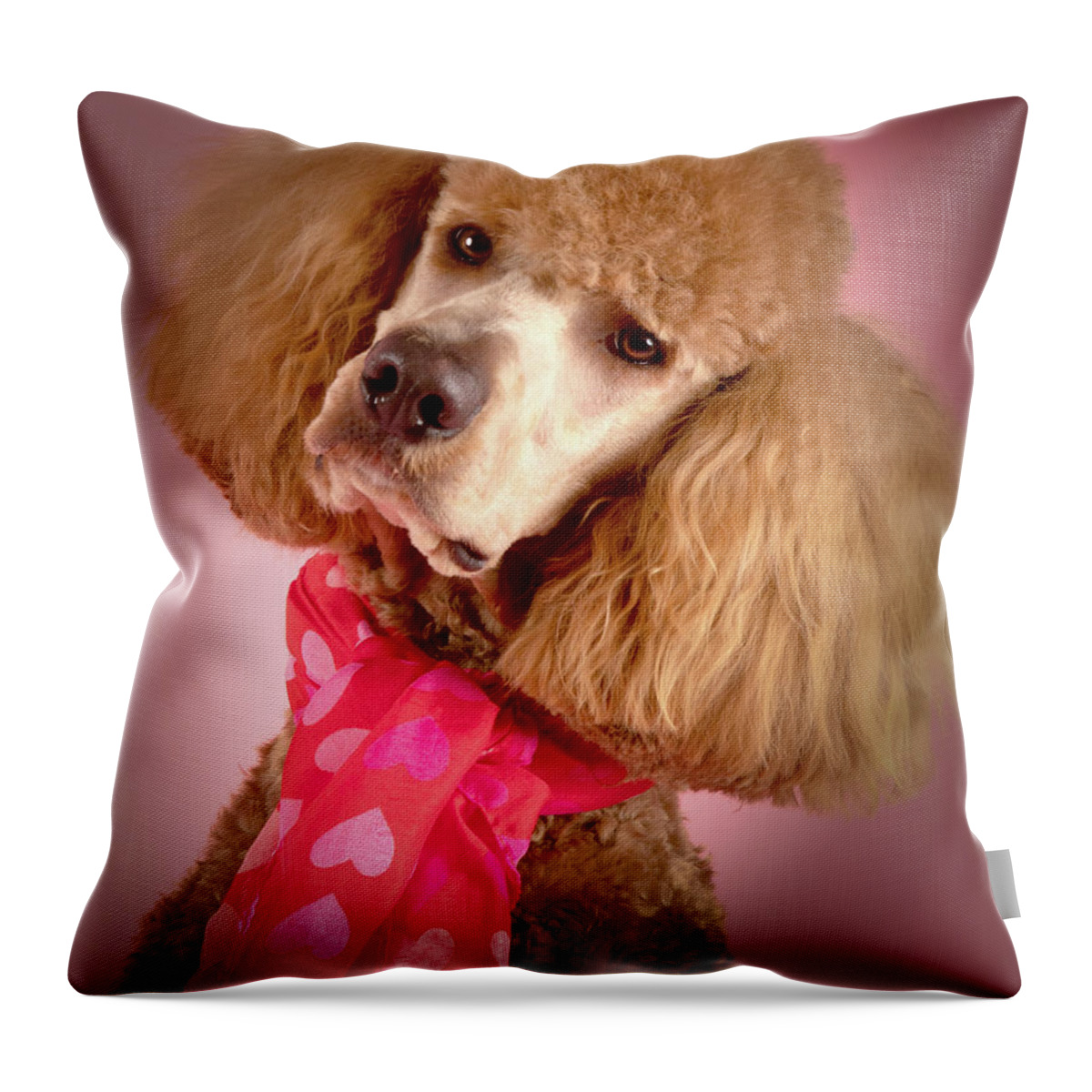 Poodle Throw Pillow featuring the photograph Chester Head Title by Rebecca Cozart