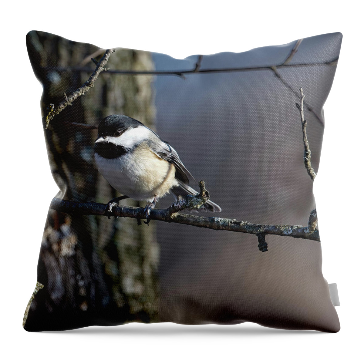 Bird Throw Pillow featuring the photograph Chicadee on a Branch by Flinn Hackett