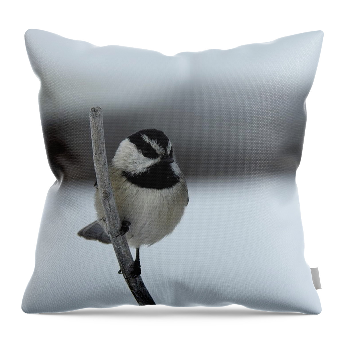Black Capped Chickadee Throw Pillow featuring the photograph Chickadee by Nicola Finch