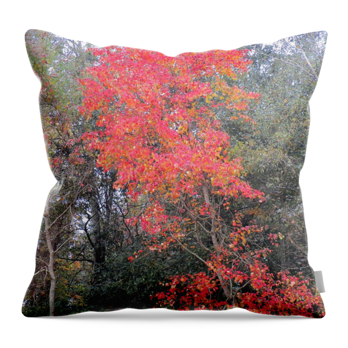 Chicken Tree Ablaze With Color Throw Pillow featuring the photograph Chicken Tree Ablaze With Color by Seaux-N-Seau Soileau