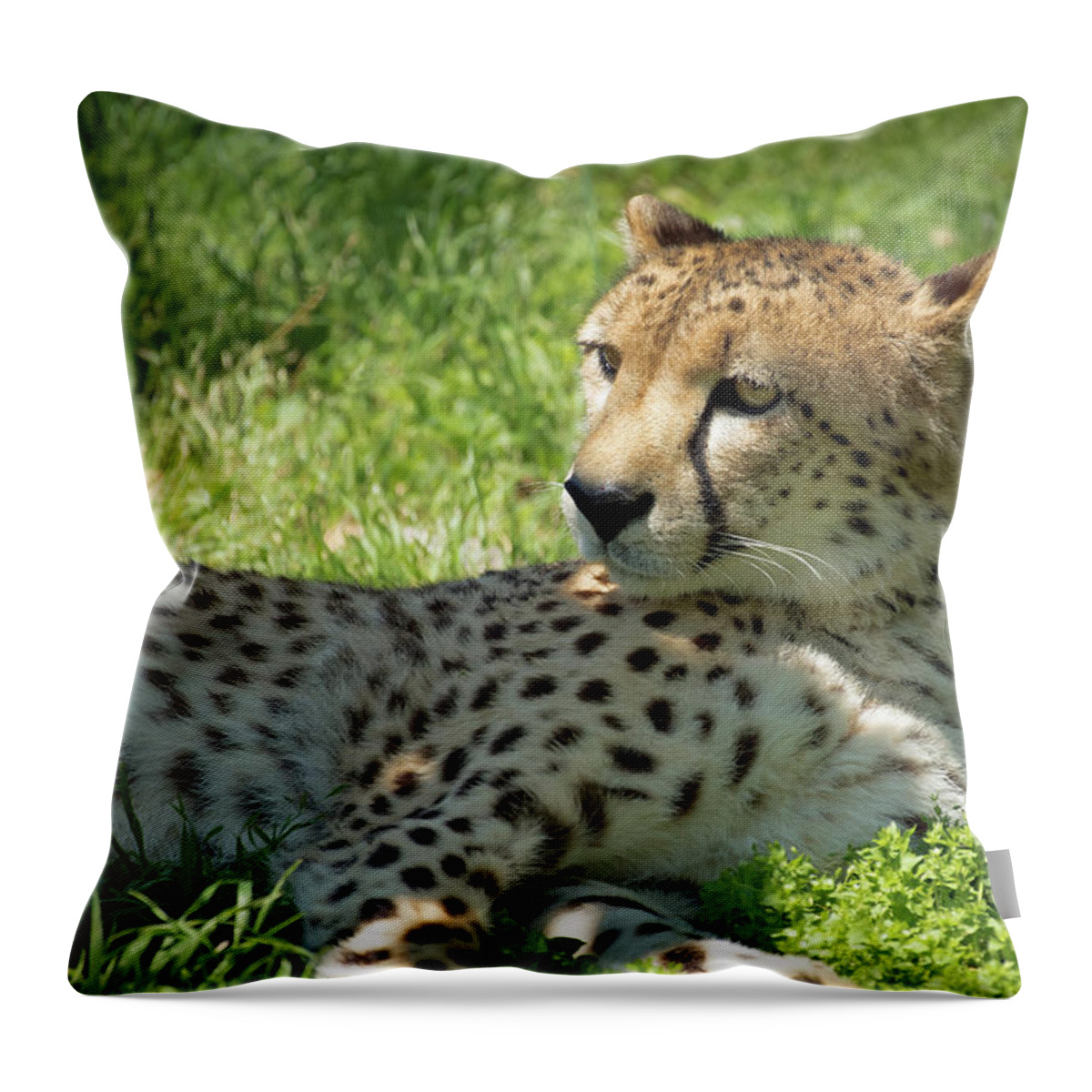 Cheetahs Throw Pillow featuring the photograph Chillin Cheetah by Jamie Pattison