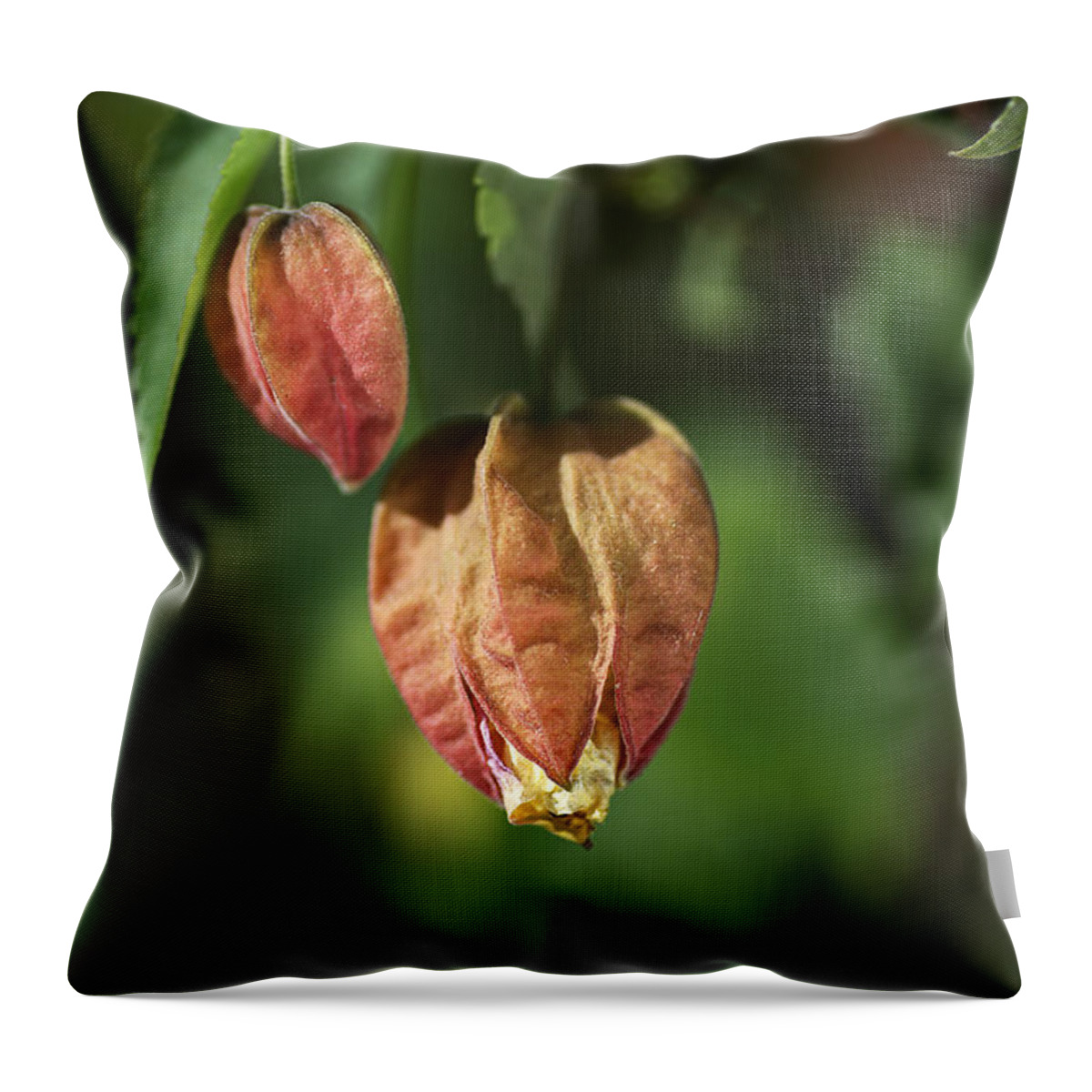 Chinese Lantern Flower Throw Pillow featuring the photograph Chinese Lantern Buds by Joy Watson