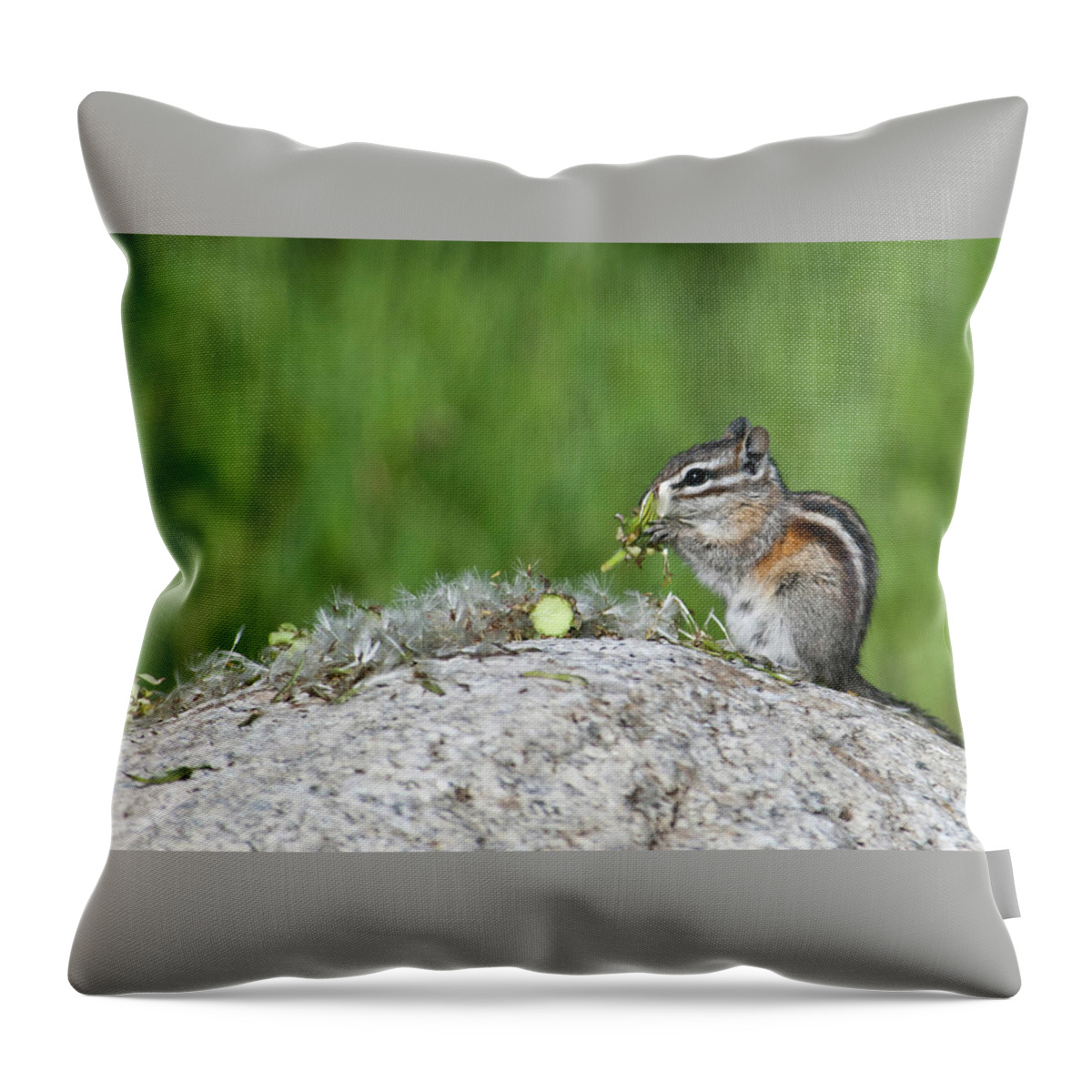 Chipmunk Throw Pillow featuring the photograph Chipmunk Eating Seeds by Cascade Colors