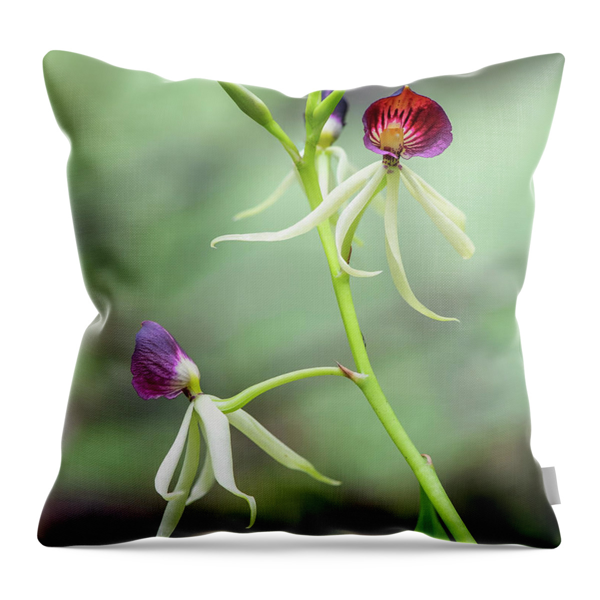 Big Cypress National Preserve Throw Pillow featuring the photograph Clamshell Orchid 1 by Rudy Wilms
