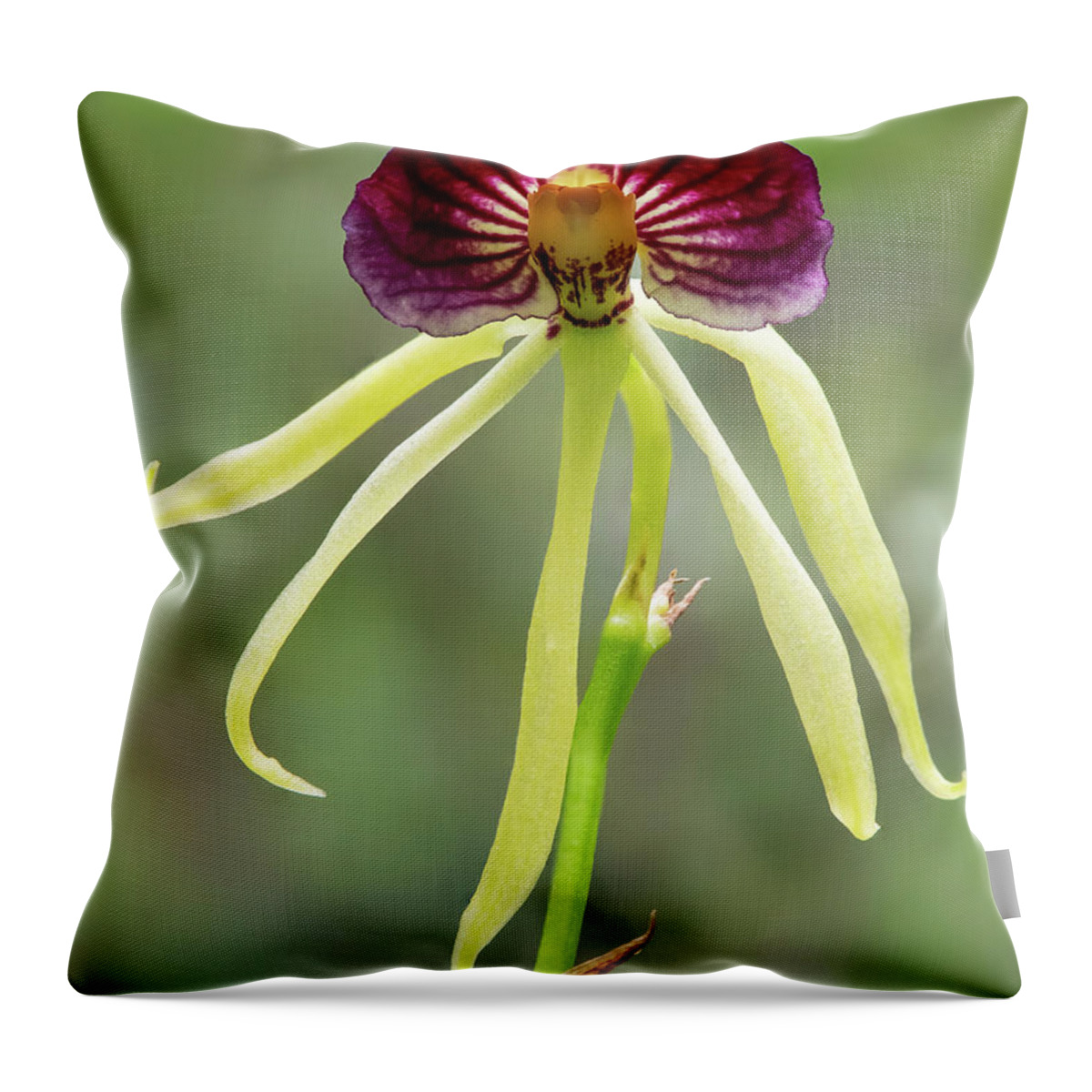 Big Cypress National Preserve Throw Pillow featuring the photograph Clamshell Orchid by Rudy Wilms