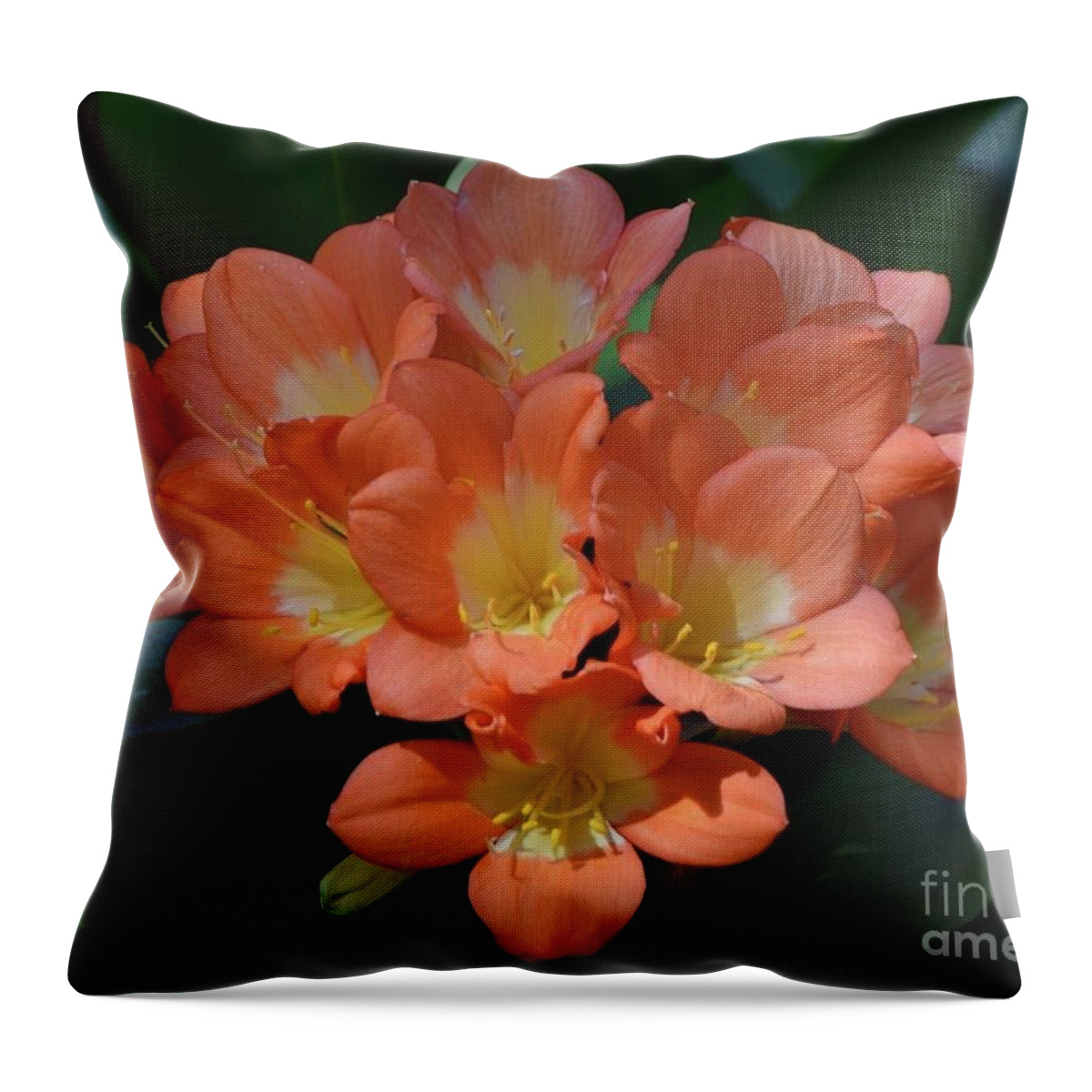 Art Throw Pillow featuring the photograph Clivia Blooms In Warm Orange by Jeannie Rhode