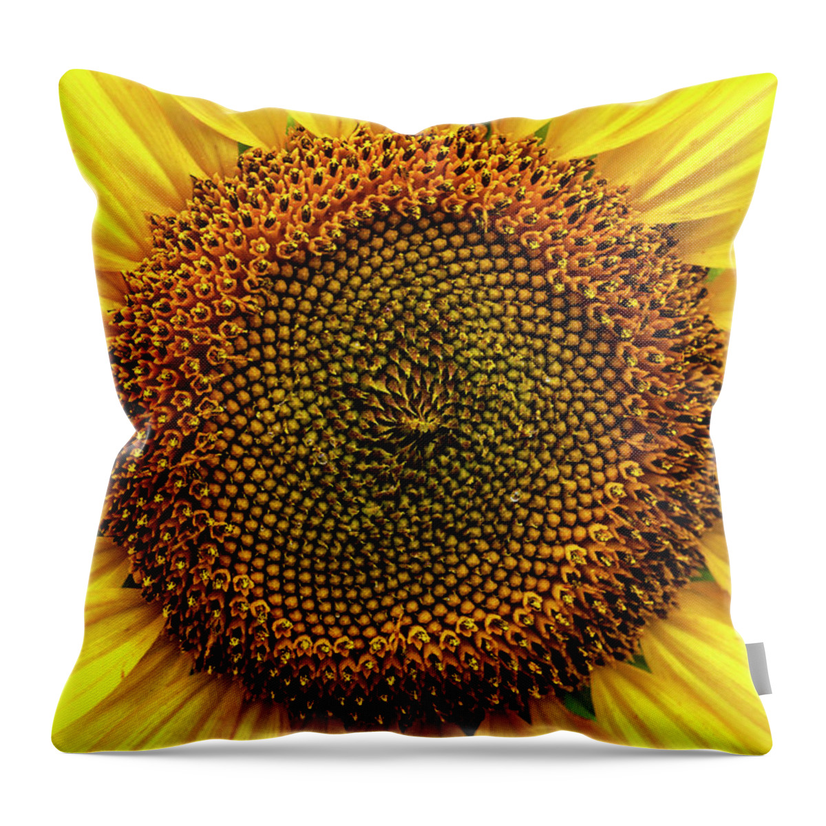 Sunflower Throw Pillow featuring the photograph Close-up Detail of Sunflower by Bob Decker