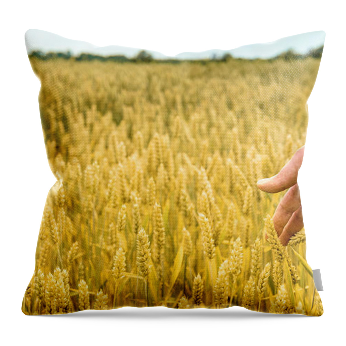 Wheat Throw Pillow featuring the photograph Closeup of farmer's hand over wheat by Jelena Jovanovic