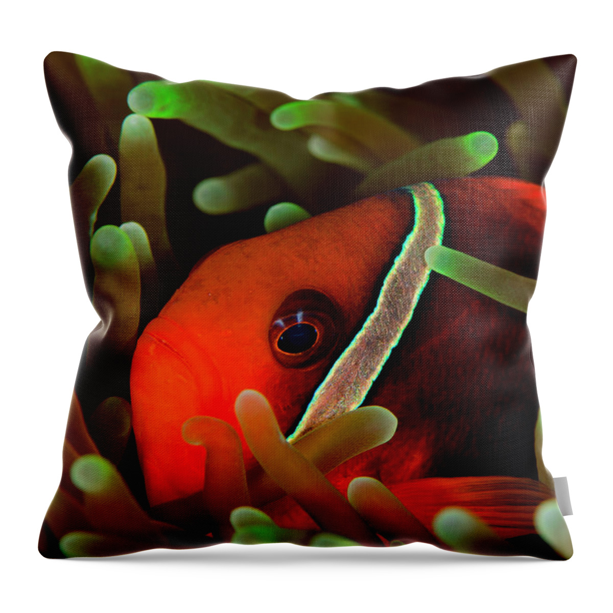 Clownfish Throw Pillow featuring the photograph Clown 3 by Tanya G Burnett