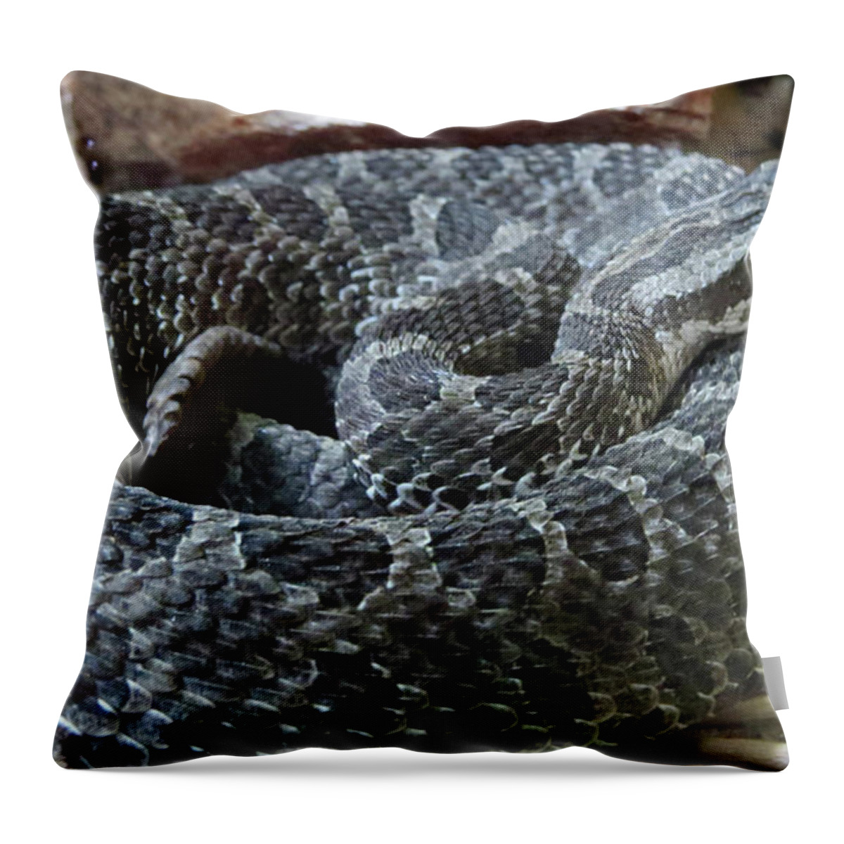 Snakes Throw Pillow featuring the photograph Coiled by Mary Mikawoz