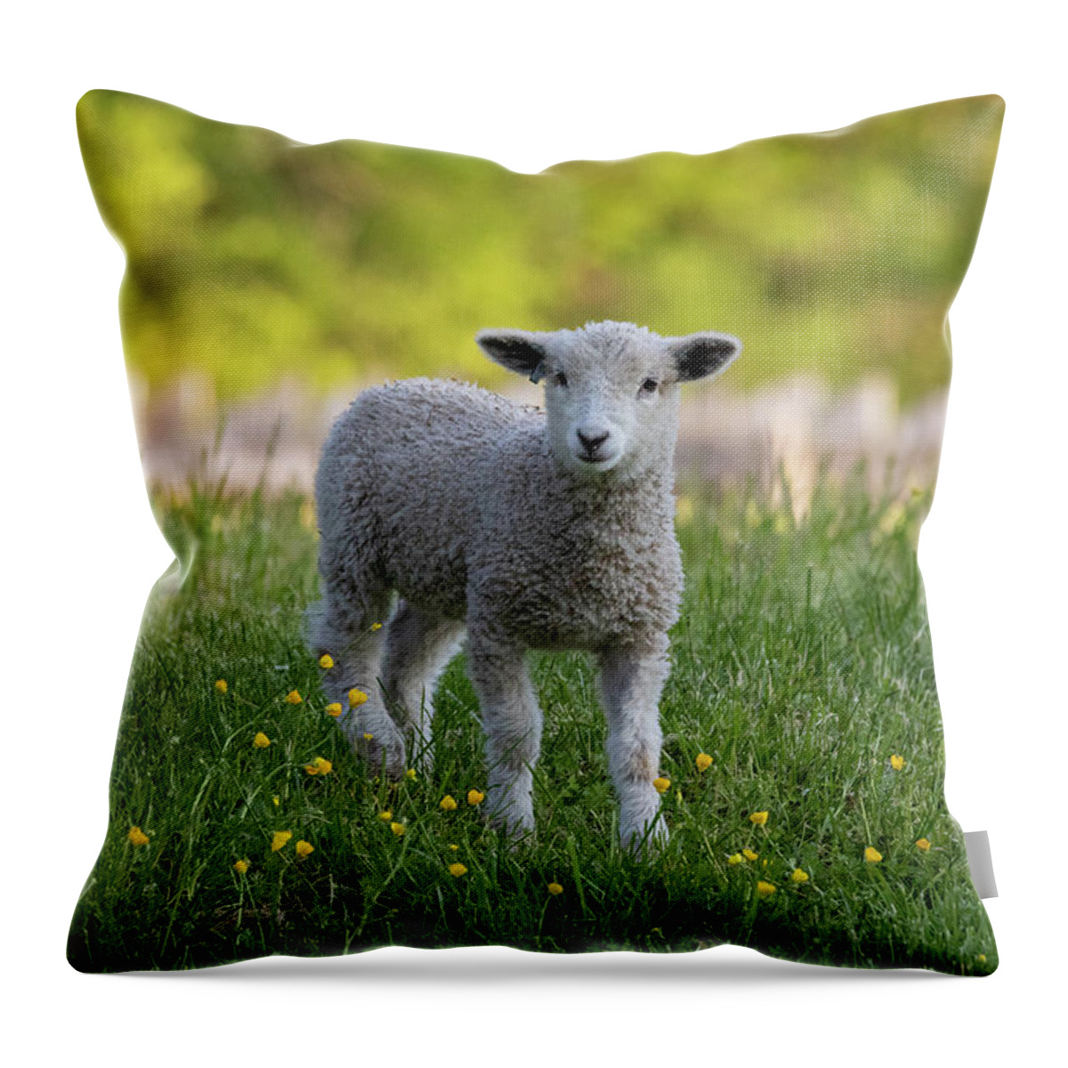 Sheep Throw Pillow featuring the photograph Colonial Lamb in the Buttercups by Lara Morrison