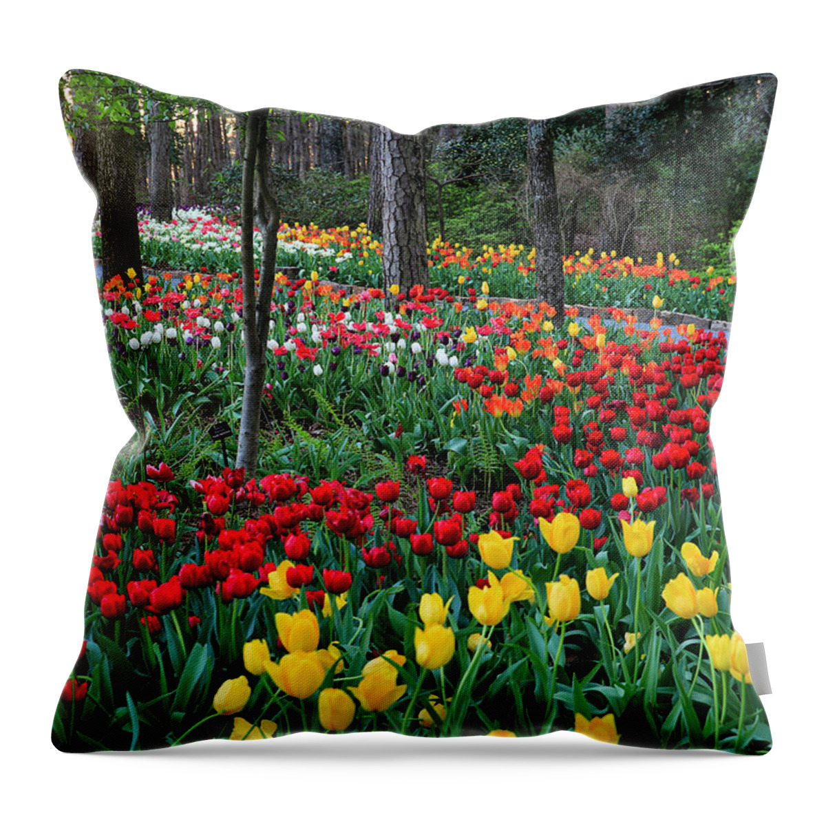Flowers Throw Pillow featuring the photograph Color Explosion by William Rainey
