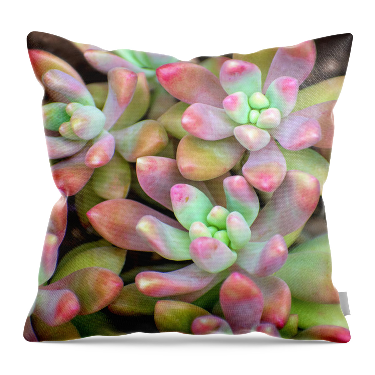 Plant Throw Pillow featuring the photograph Colorful Succulent Moonstone Plants by Christina Rollo