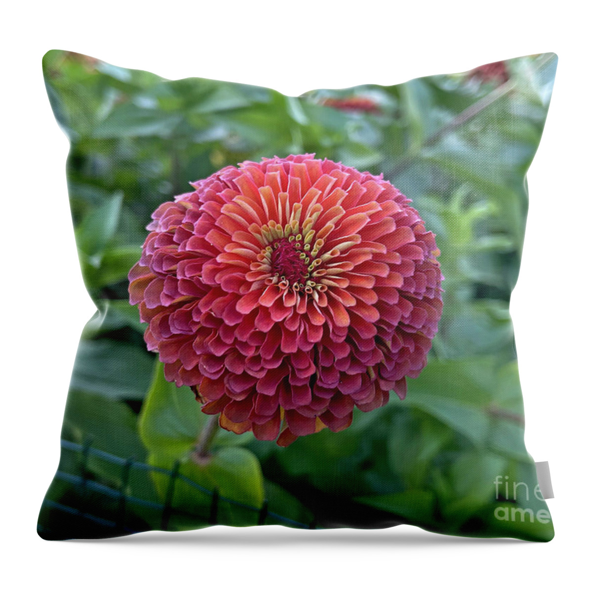 Pink Throw Pillow featuring the photograph Colorful Zinnia 1074 by Jack Schultz