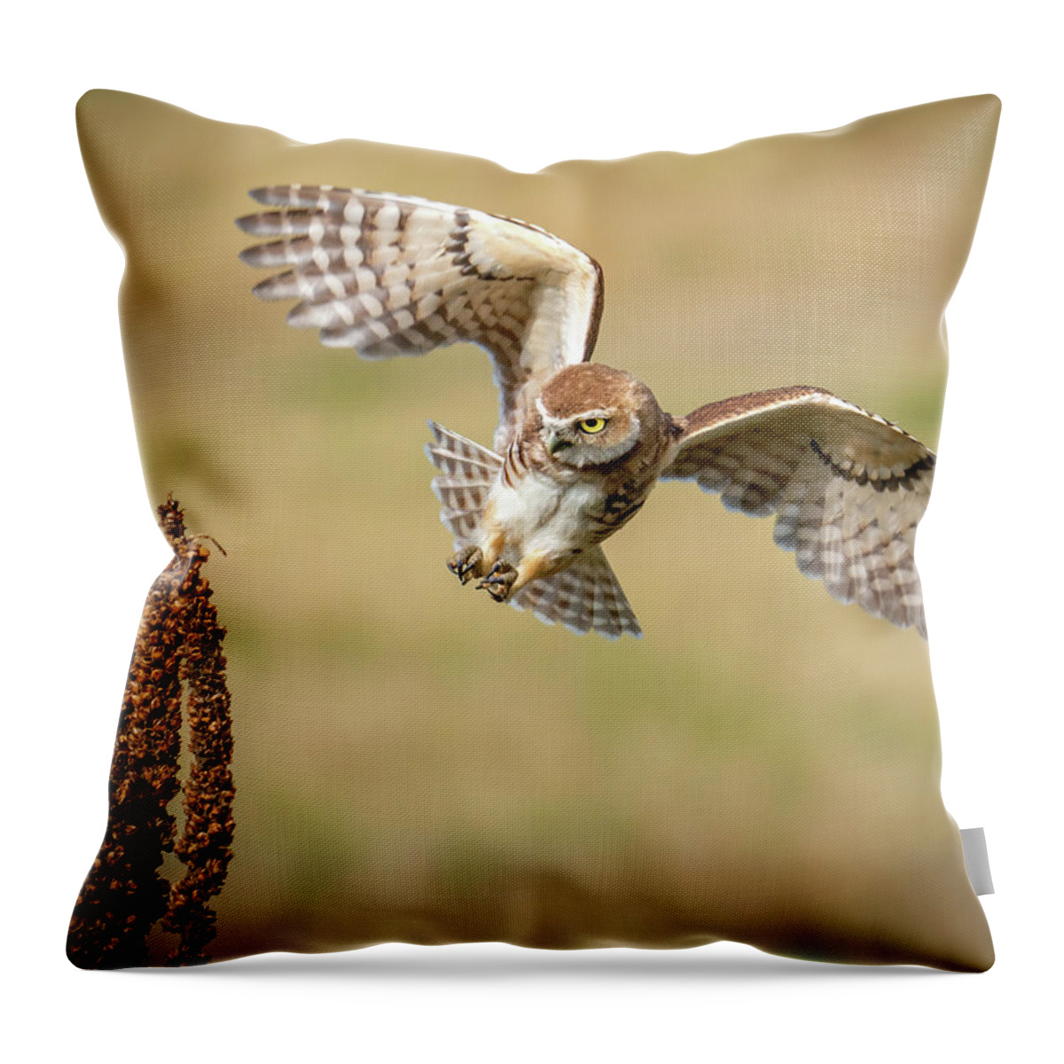Burrowing Owls Throw Pillow featuring the photograph Coming in for a Landing by Judi Dressler