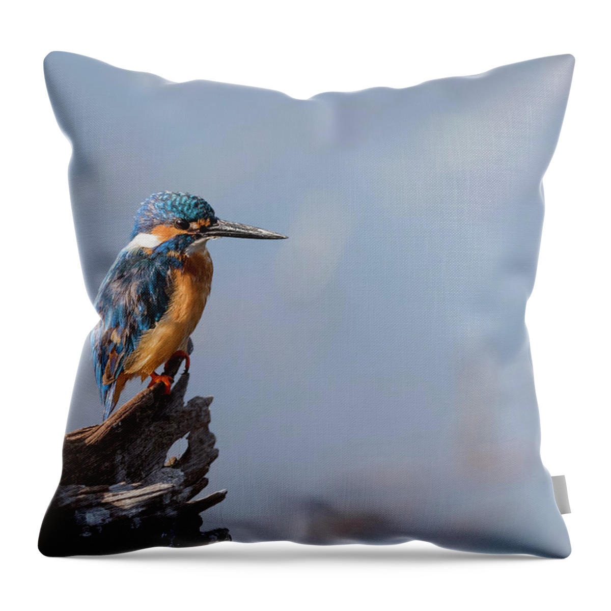 Common Kingfisher Throw Pillow featuring the photograph Common kingfisher by Puttaswamy Ravishankar