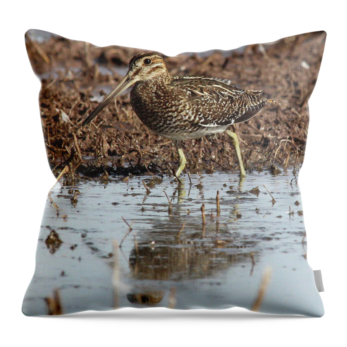 Snipe Throw Pillow featuring the photograph Common Snipe by Robert Harris