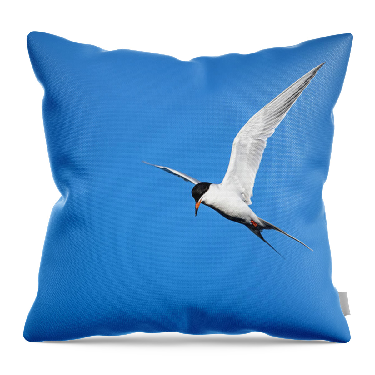 Common Tern Throw Pillow featuring the photograph Common Tern - Sterna hirundo by Amazing Action Photo Video