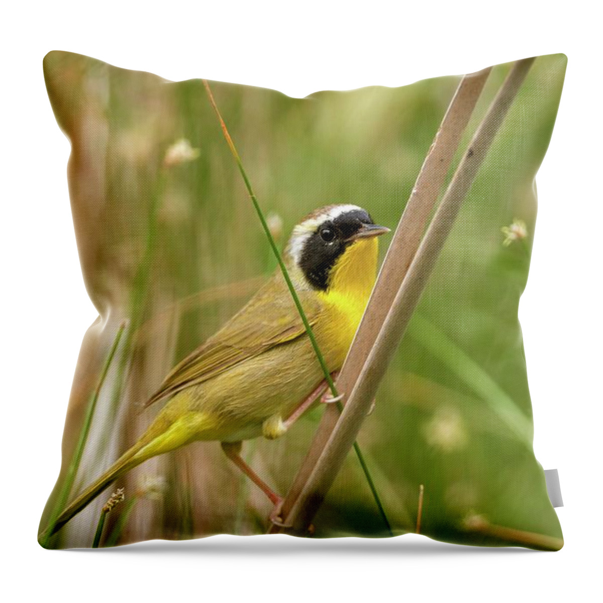 Common Throw Pillow featuring the photograph Common Yellowthroat in the Marsh by Liza Eckardt