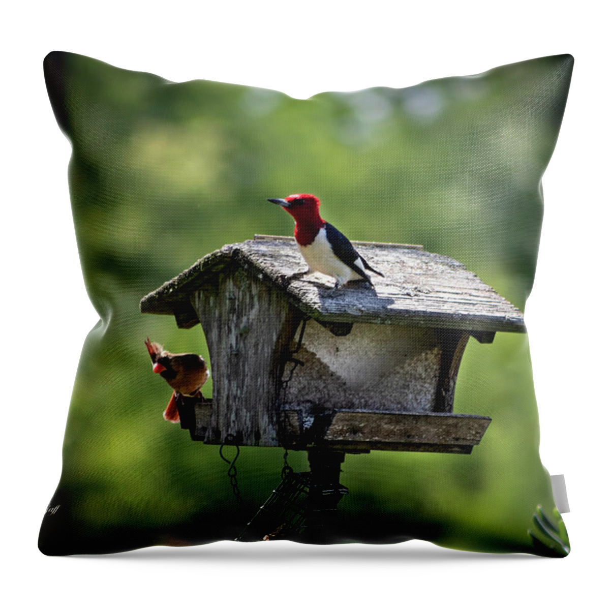 Photograph Throw Pillow featuring the photograph Competing for Food by Suzanne Gaff
