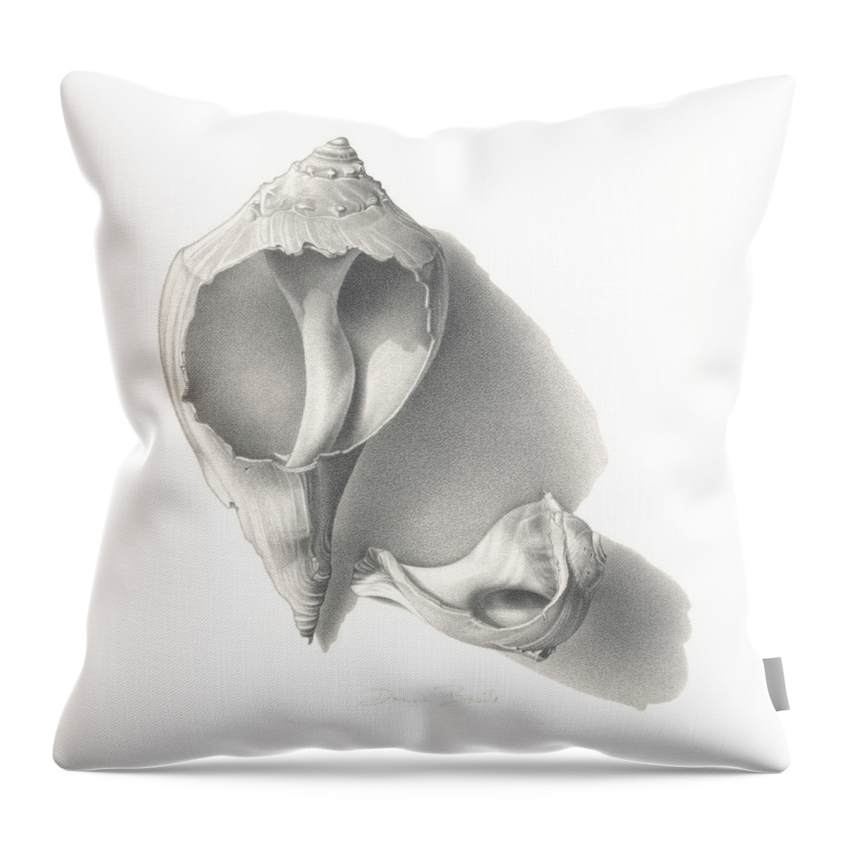 Derwent Throw Pillow featuring the drawing Conch Shells by Donna Basile